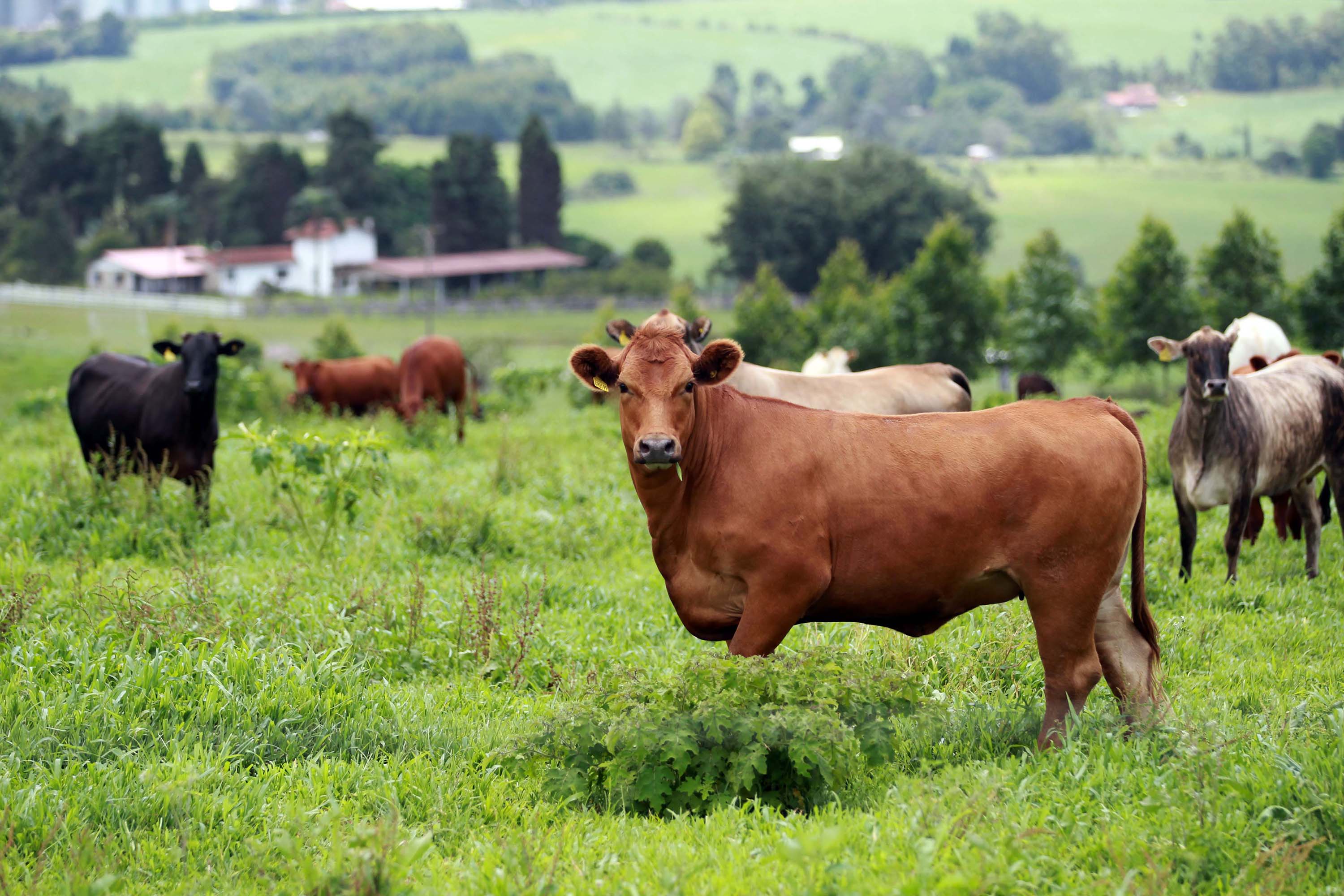 NOTÍCIA: Produtores rurais devem atualizar cadastro de rebanho até o fim de Junho