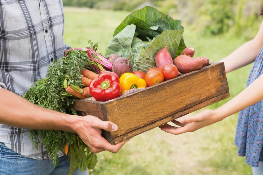 Imagem da notícia: Prefeitura oferece gratuitamente capacitação em agricultura orgânica