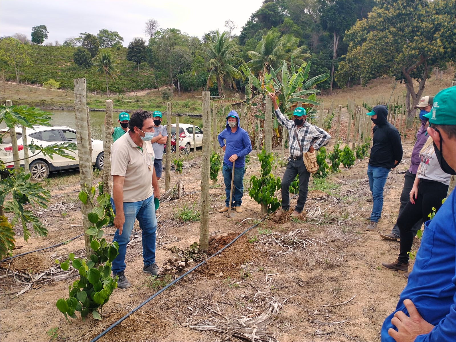 Agricultores familiares do município recebem capacitação para identificar pragas e doenças na Pimenta do Reino